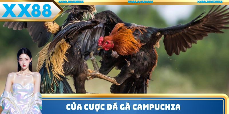 Cửa cược đá gà Campuchia