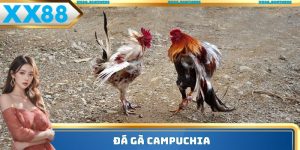 Đá gà Campuchia