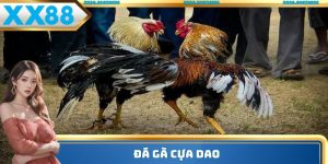 đá gà cựa dao