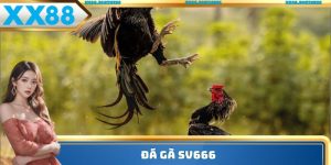 đá gà SV666