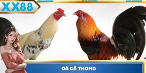 đá gà Thomo