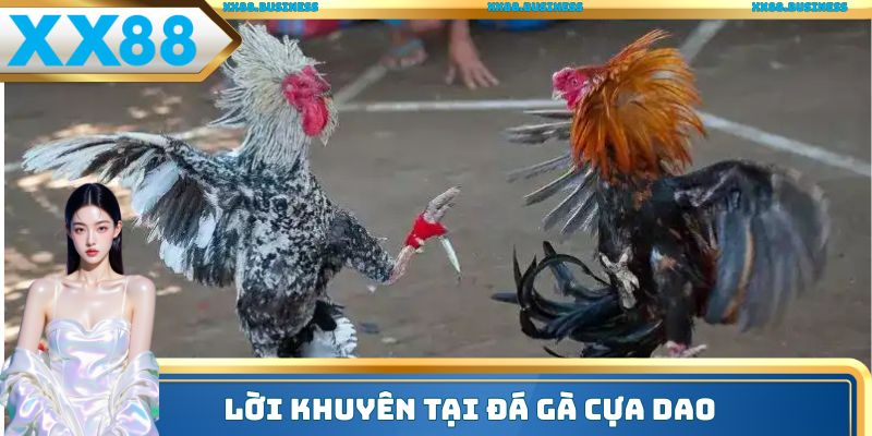 Lời khuyên tại đá gà cựa dao
