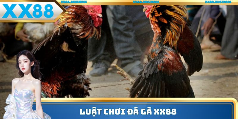 Luật chơi đá gà XX88