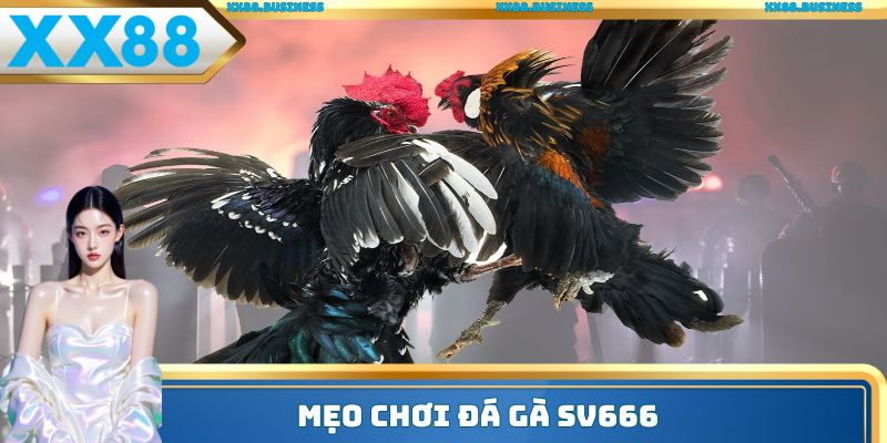 Mẹo chơi đá gà SV666