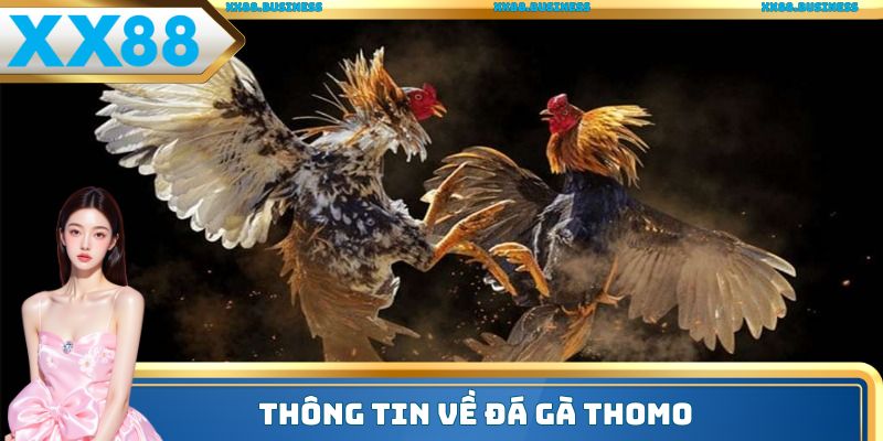 Thông tin về đá gà Thomo