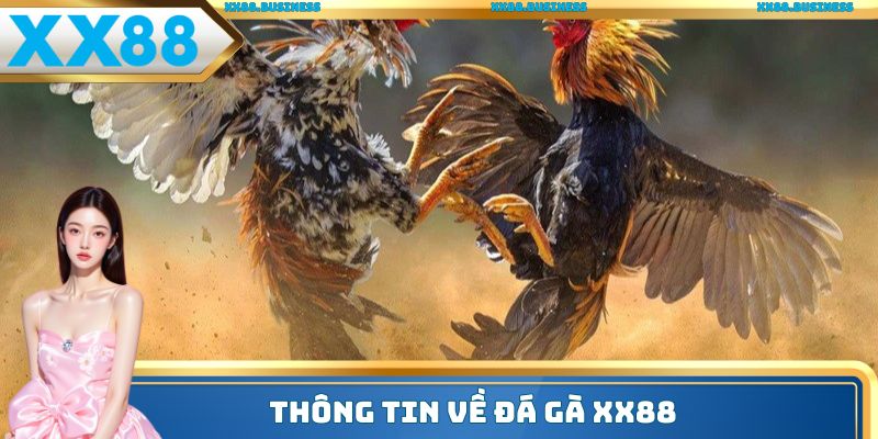 Thông tin về đá gà XX88