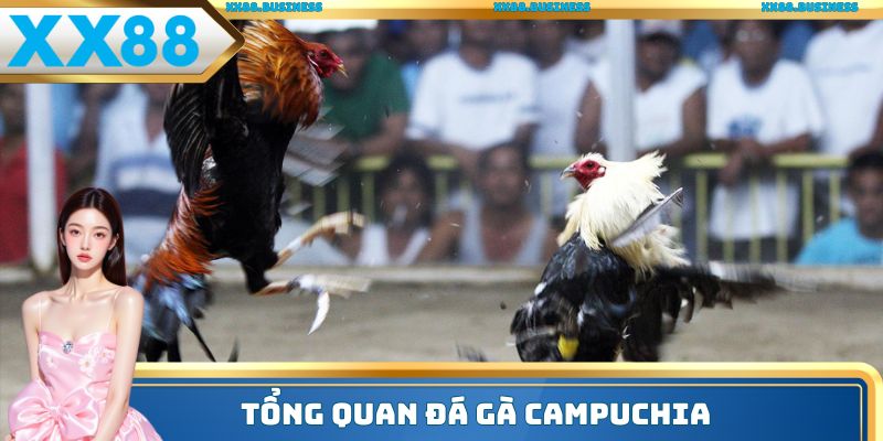 Tổng quan đá gà Campuchia