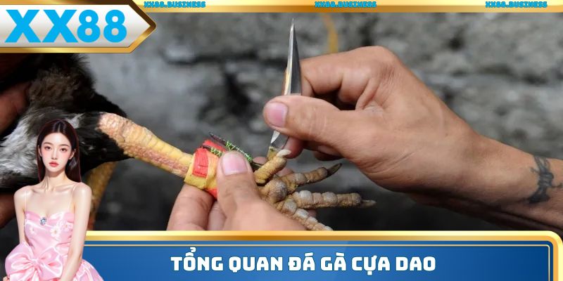 Tổng quan đá gà cựa dao
