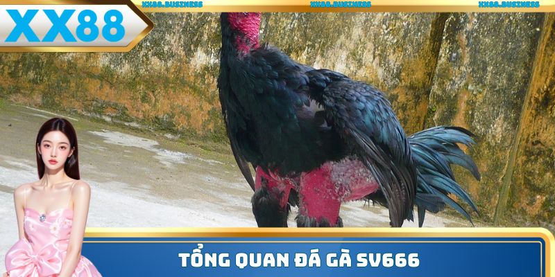 Tổng quan đá gà SV666