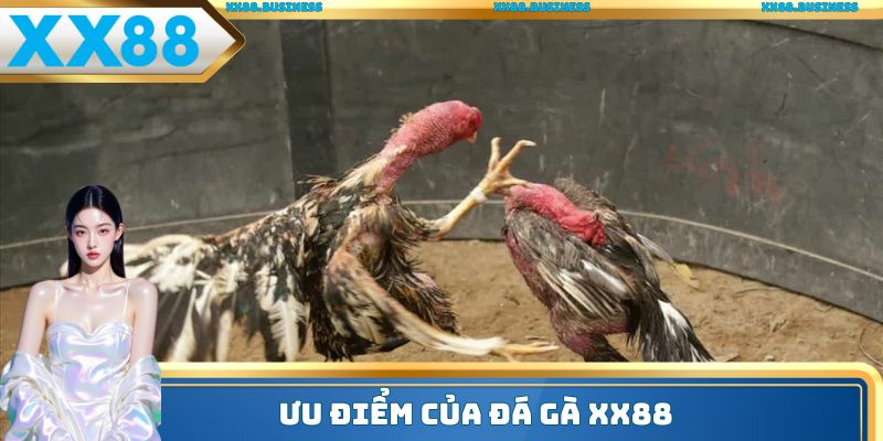Ưu điểm của đá gà XX88