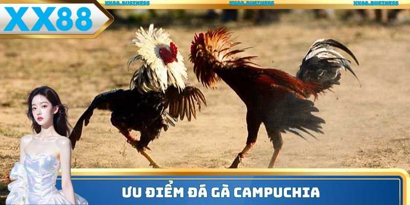 Ưu điểm đá gà Campuchia
