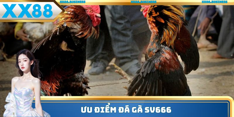 Ưu điểm đá gà SV666